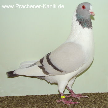 10blaufahl07 10blaufahl07