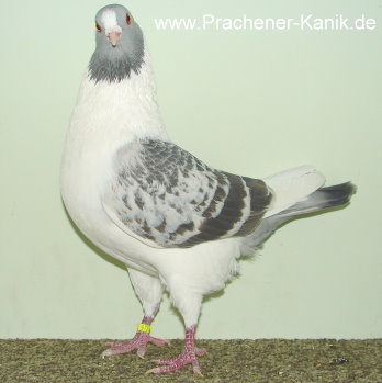 10blaufahlgehämmert 10blaufahlgehämmert