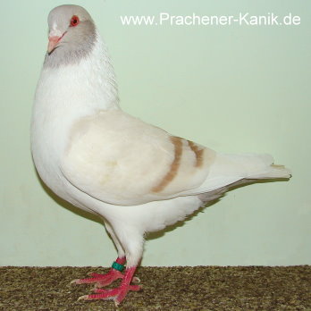 10gelbfahl07 10gelbfahl07