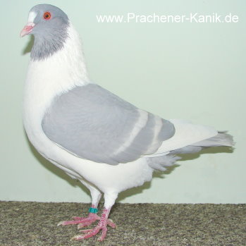 10hellblaumweissbinden 10hellblaumweissbinden