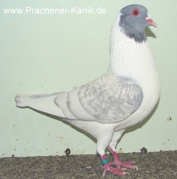 10hellblauweißgeschuppt 10hellblauweißgeschuppt