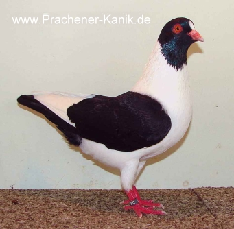 10schwarz2008 10schwarz2008