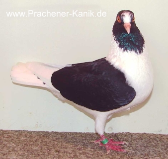 10schwarzmweissemschwanz 10schwarzmweissemschwanz