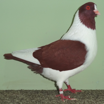 Rot 2009 1,0 Rot 2009 1,0