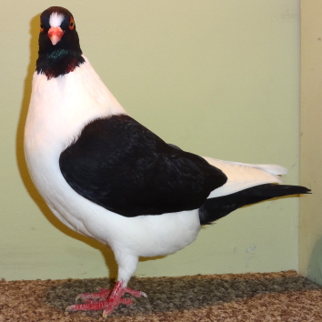 Schwarz 2011 0,1 Schwarz 2011 0,1